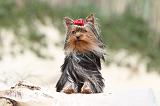 YORKSHIRE TERRIER 035